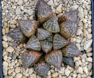 x0882 cl2 haworthia paradoxa ib x splendens vdv