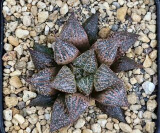 x0882 cl4 haworthia paradoxa ib x splendens vdv