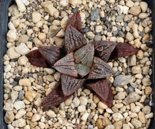x0917 cl13 haworthia hybr 1975 x hybr 20
