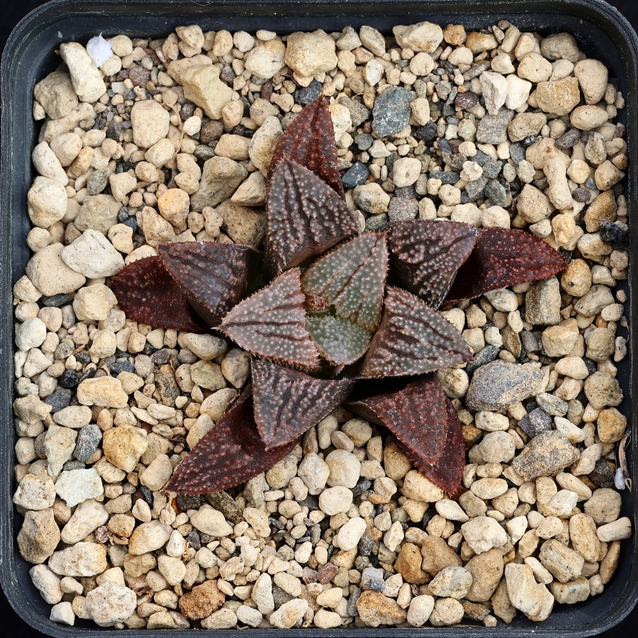 x0917 cl13 haworthia hybr 1975 x hybr 20