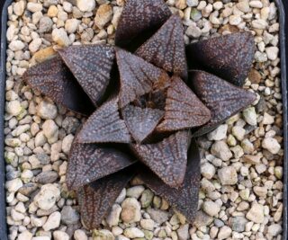 x0917 cl25 haworthia hybr 1975 x hybr 20