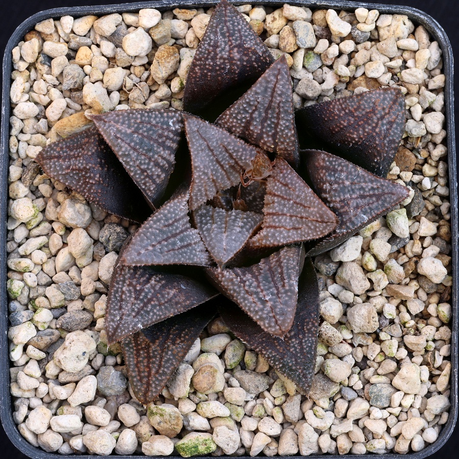 x0917 cl25 haworthia hybr 1975 x hybr 20