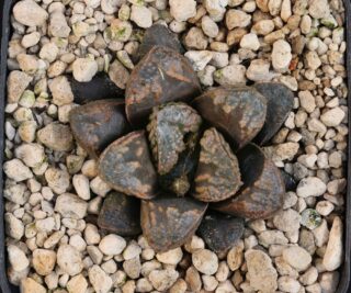 x1002 cl8 haworthia hybr 9 x hybr 144
