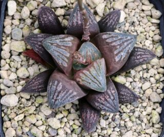 x1005 cl4 haworthia hybr 42 x hybr 16