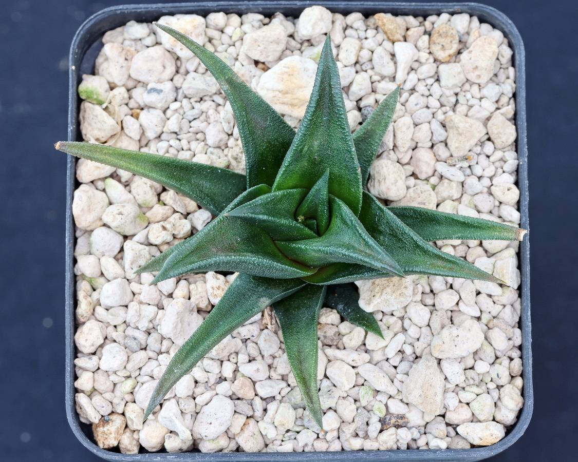 人気定番，定番人気 Haworthiopsis sordida hyb. ハオルチオプシス