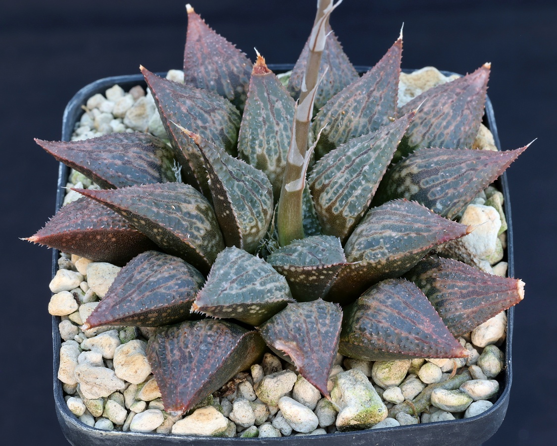 とうふ　イスラエル２０鉢 Haworthia hybrid esterhuizenii hybrid - HaworthiaLand
