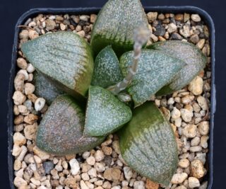 x27817 cl1 haworthia springbokvlakensis gm390 x esterhuizenii gm320