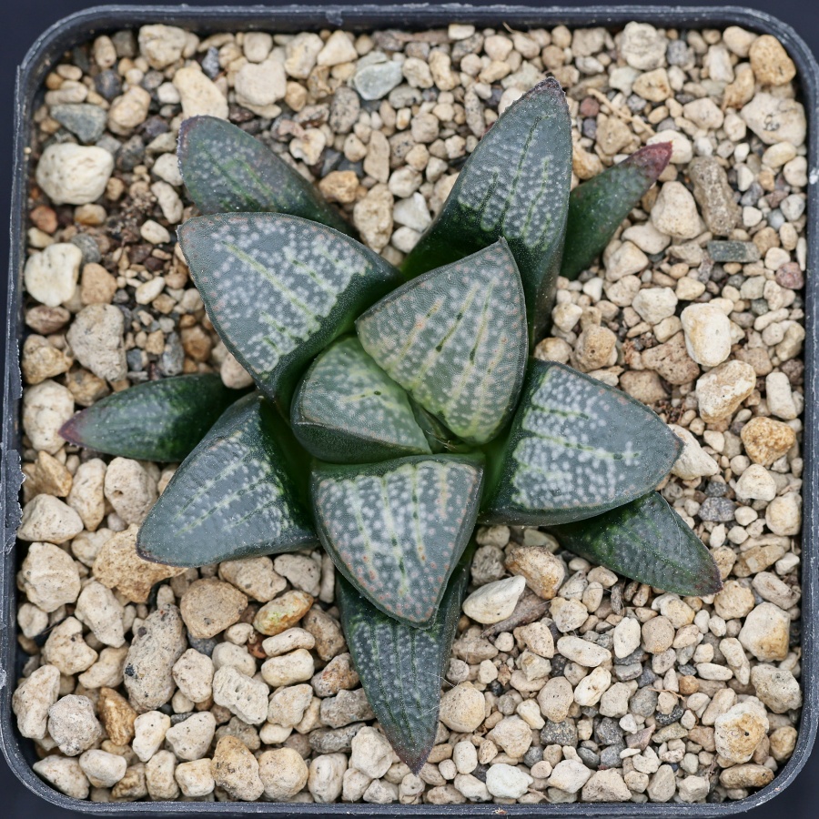03039 20C haworthia groenewaldii rotterdam