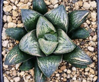 x0408 cl1 haworthia hybrid 147 x 155