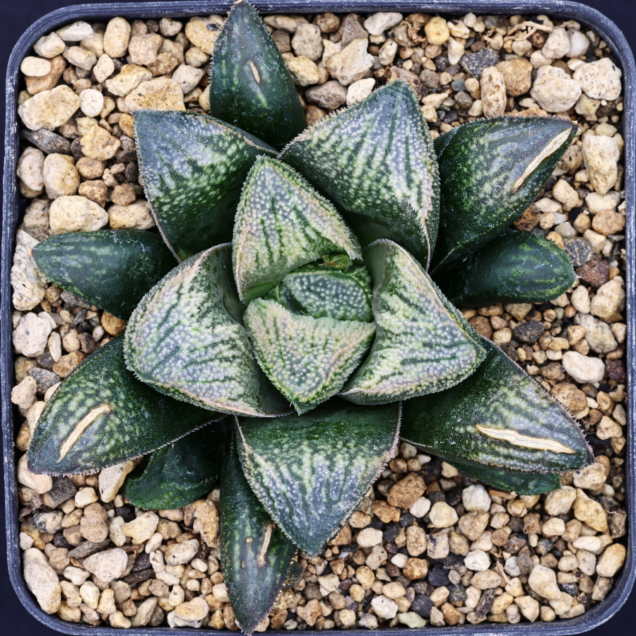 x0408 cl1 haworthia hybrid 147 x 155