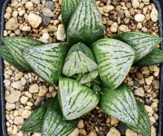 x0420 cl1 haworthia hybrid 236.k x mix