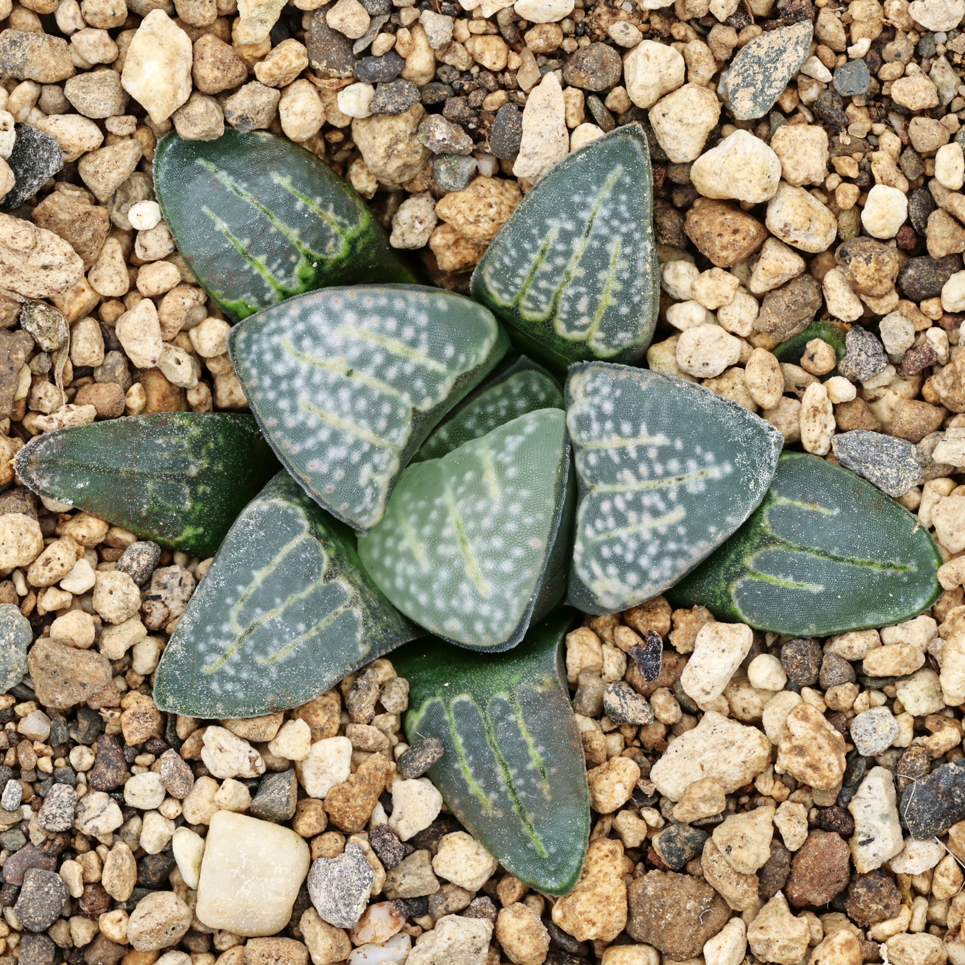 x0437 cl8 haworthia hybrid groenewaldii rotterdam 2 x groenewaldii mbb7801 close