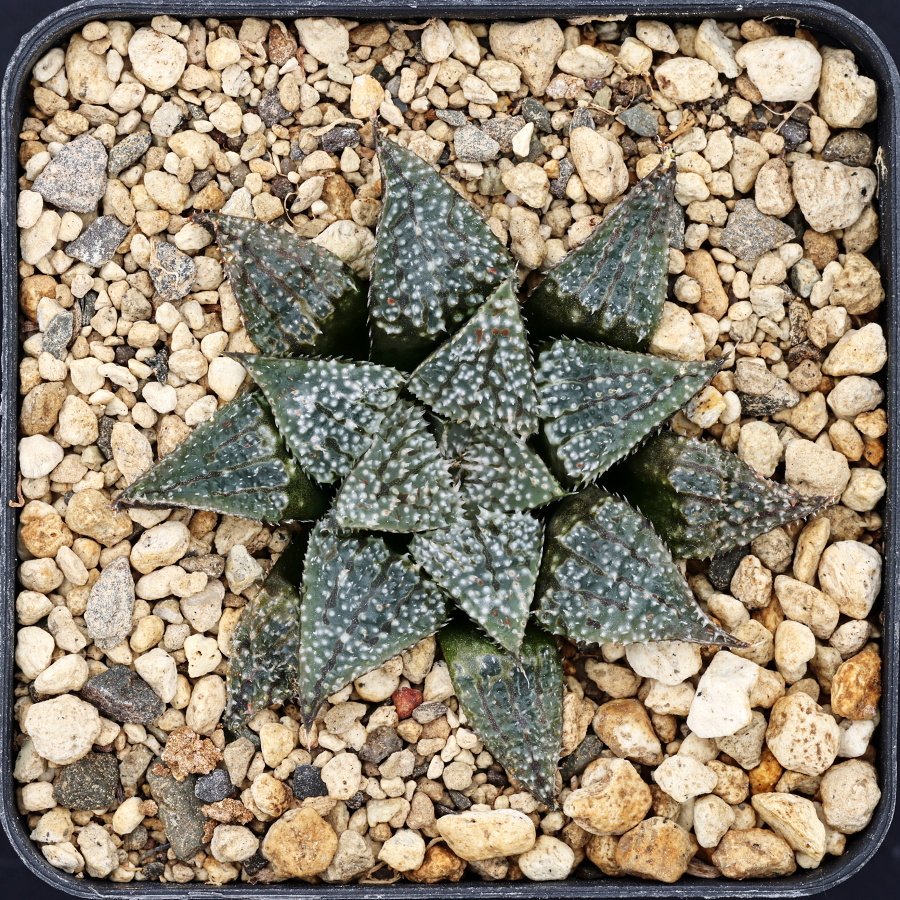 x0463 cl4 haworthia hybrid x1975 x 300 clig