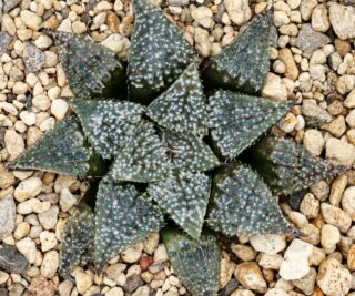 x0463 cl4 haworthia hybrid x1975 x 300 clig close