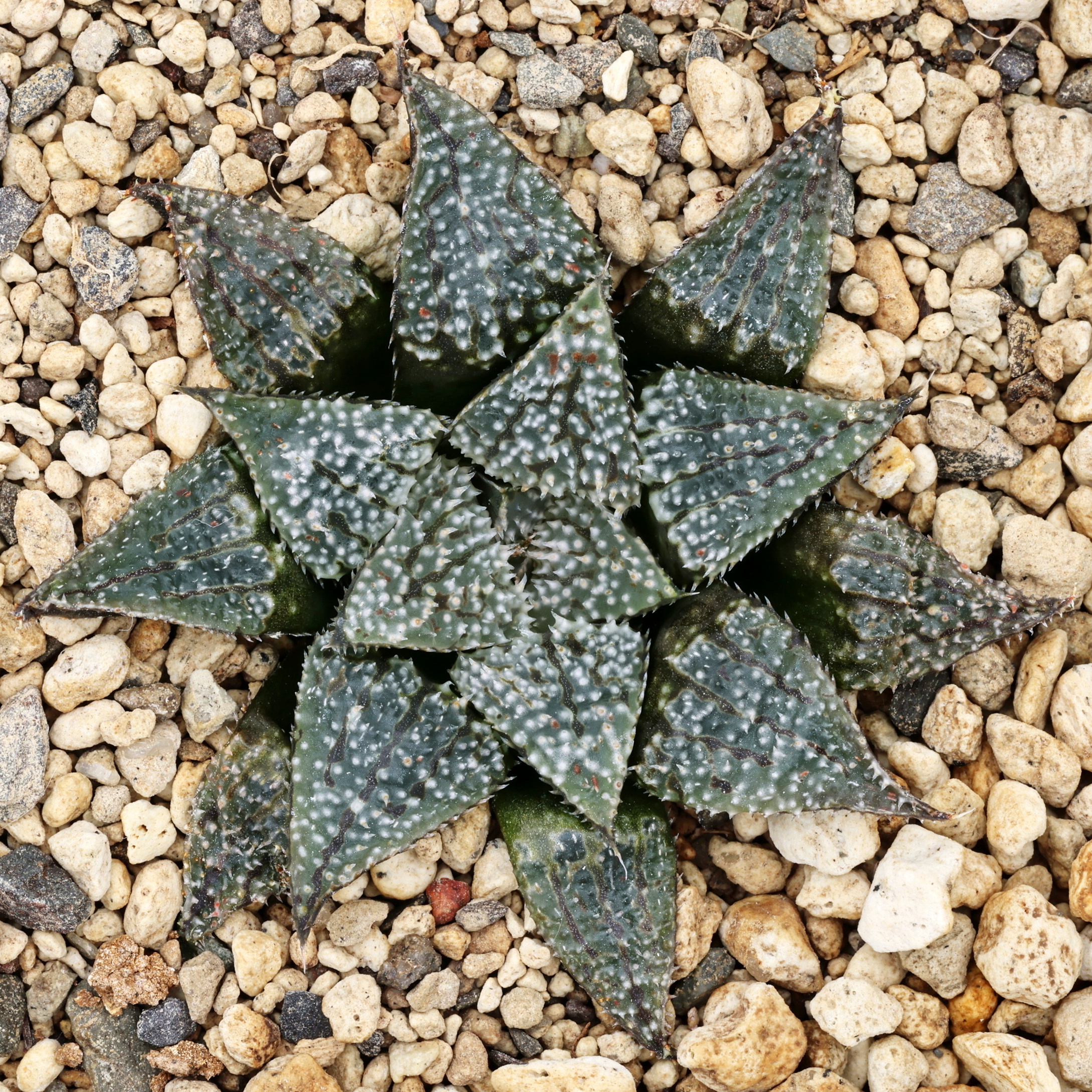 x0463 cl4 haworthia hybrid x1975 x 300 clig close