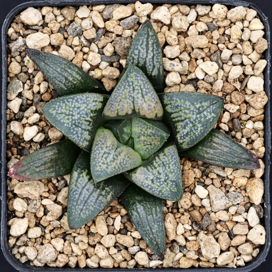 x0580 cl5 haworthia hybrid 167 x groenewaldii rotterdam w