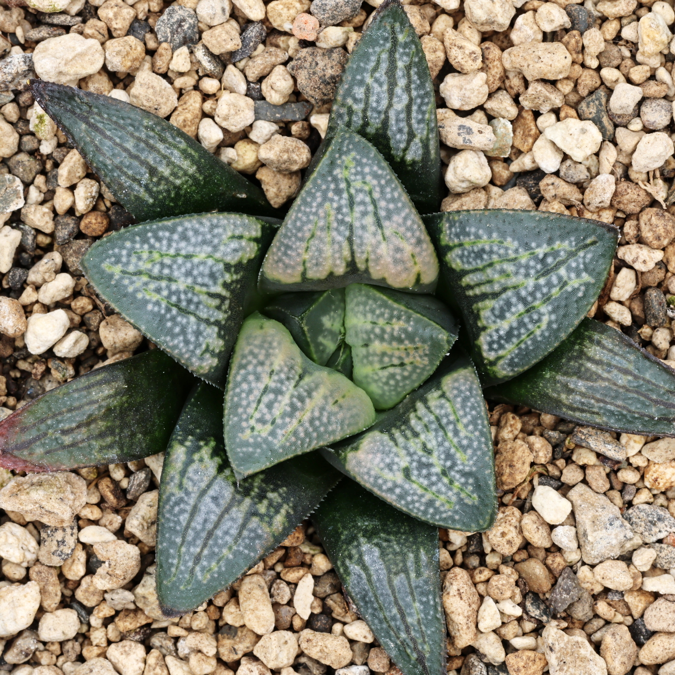 x0580 cl5 haworthia hybrid 167 x groenewaldii rotterdam w close