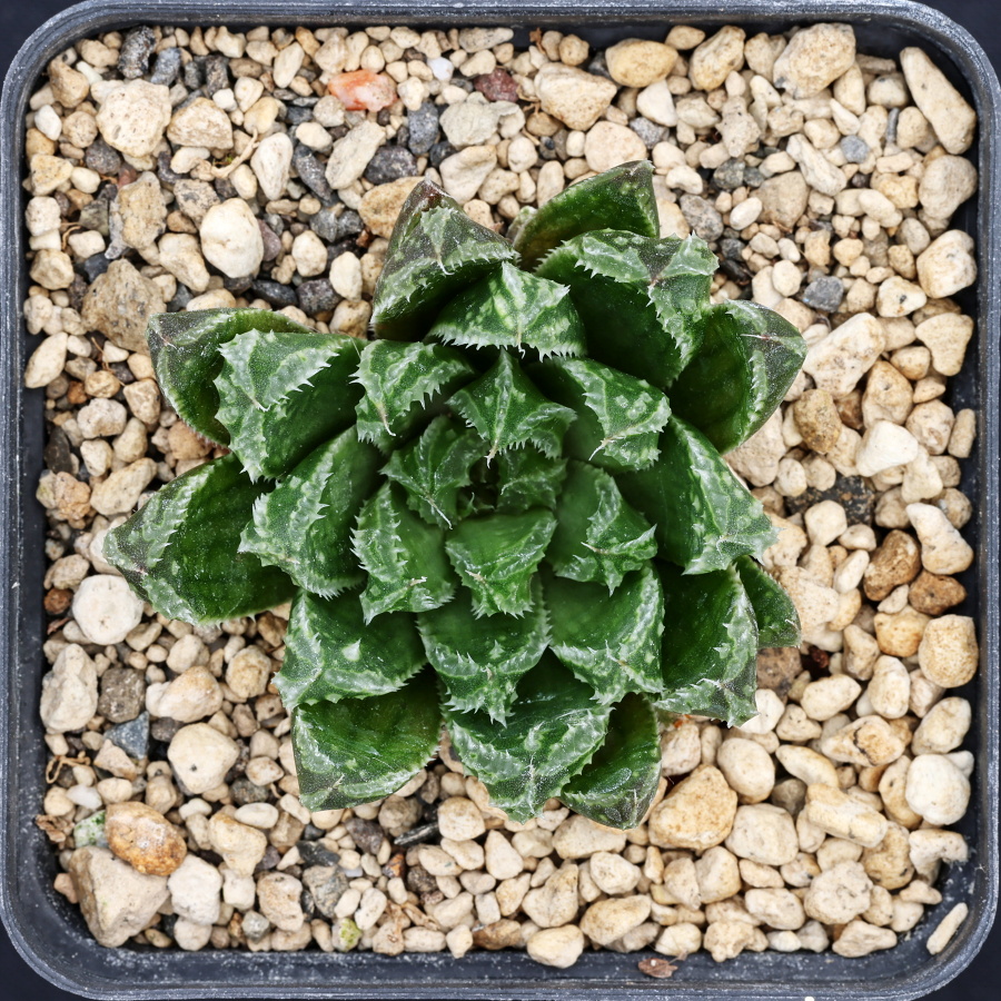 x0743 cl7 haworthia hybrid 52 x agnis