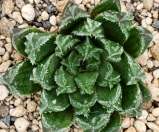 x0743 cl7 haworthia hybrid 52 x agnis close