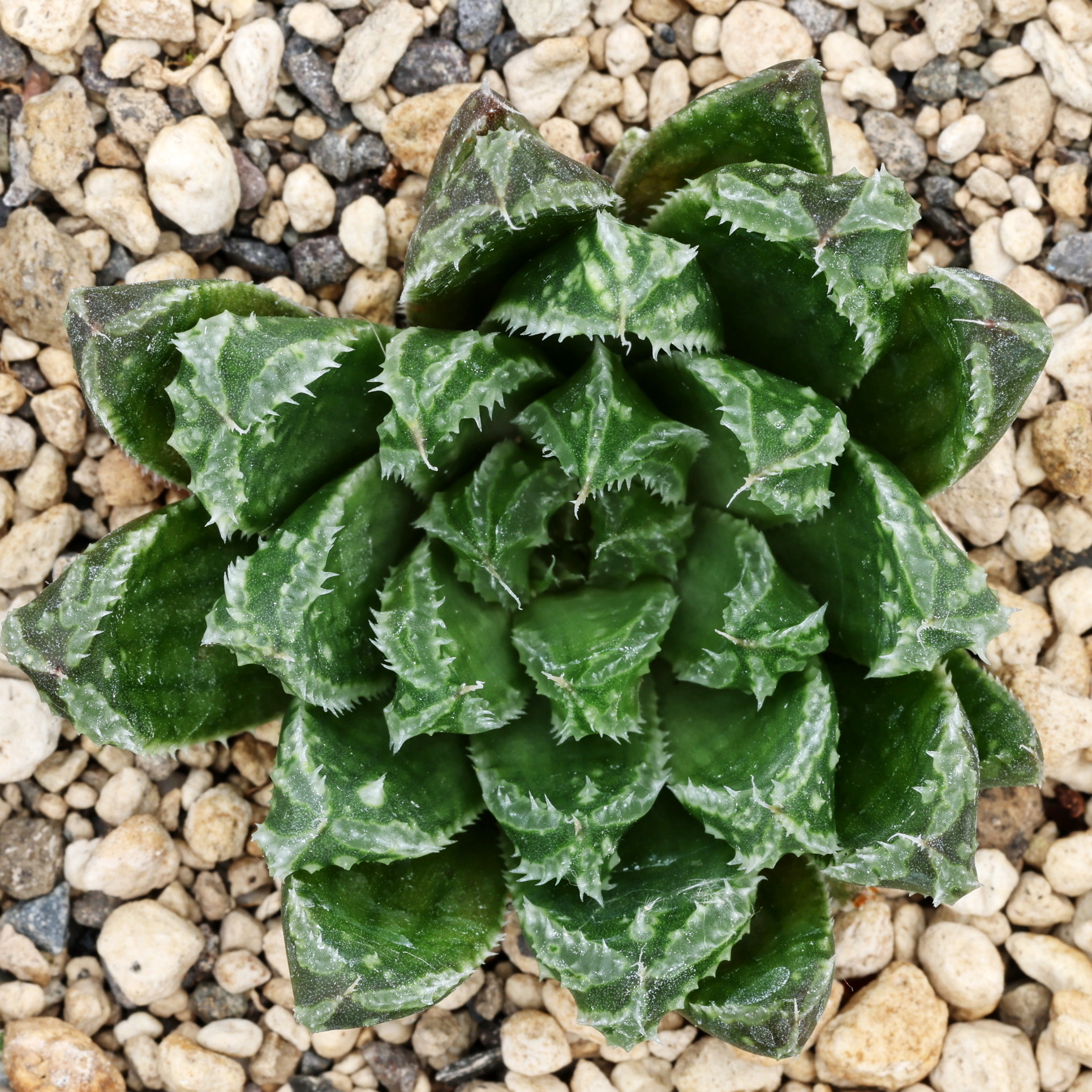 x0743 cl7 haworthia hybrid 52 x agnis close