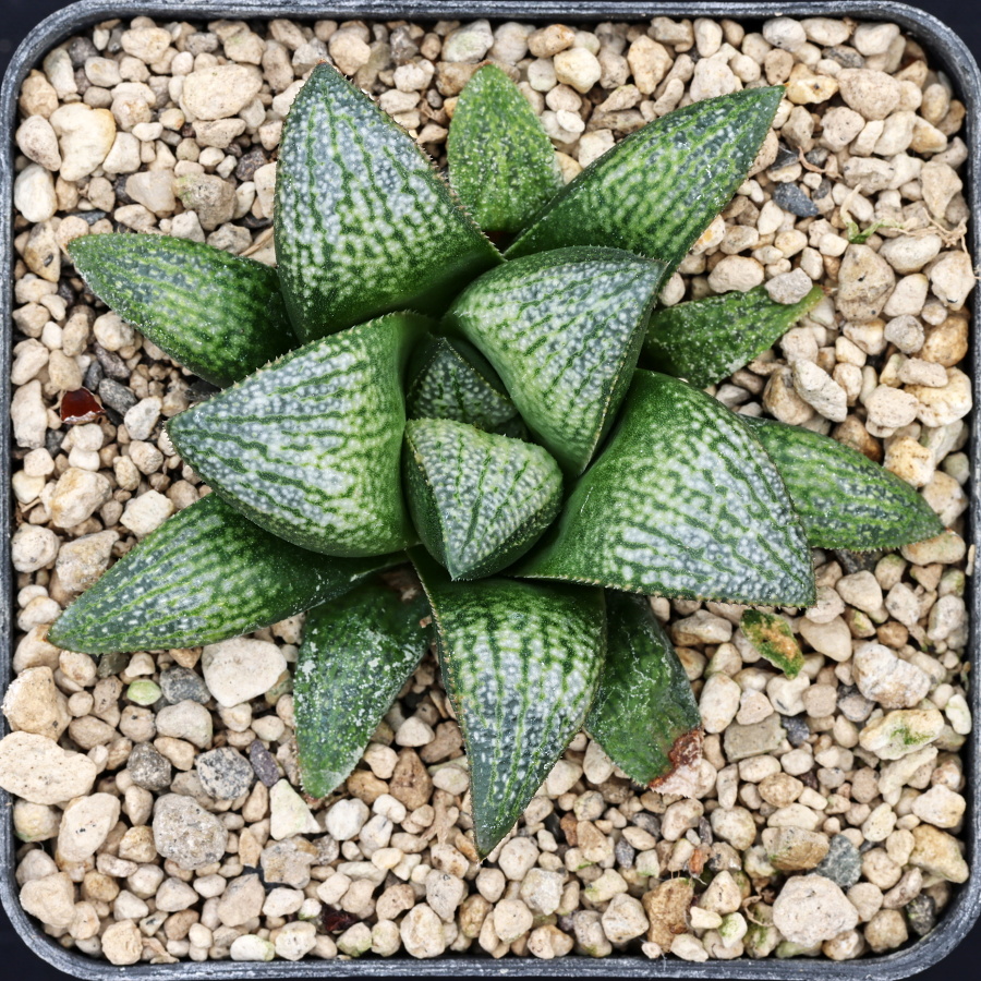x0745 cl3 haworthia hybrid 65 x splendens