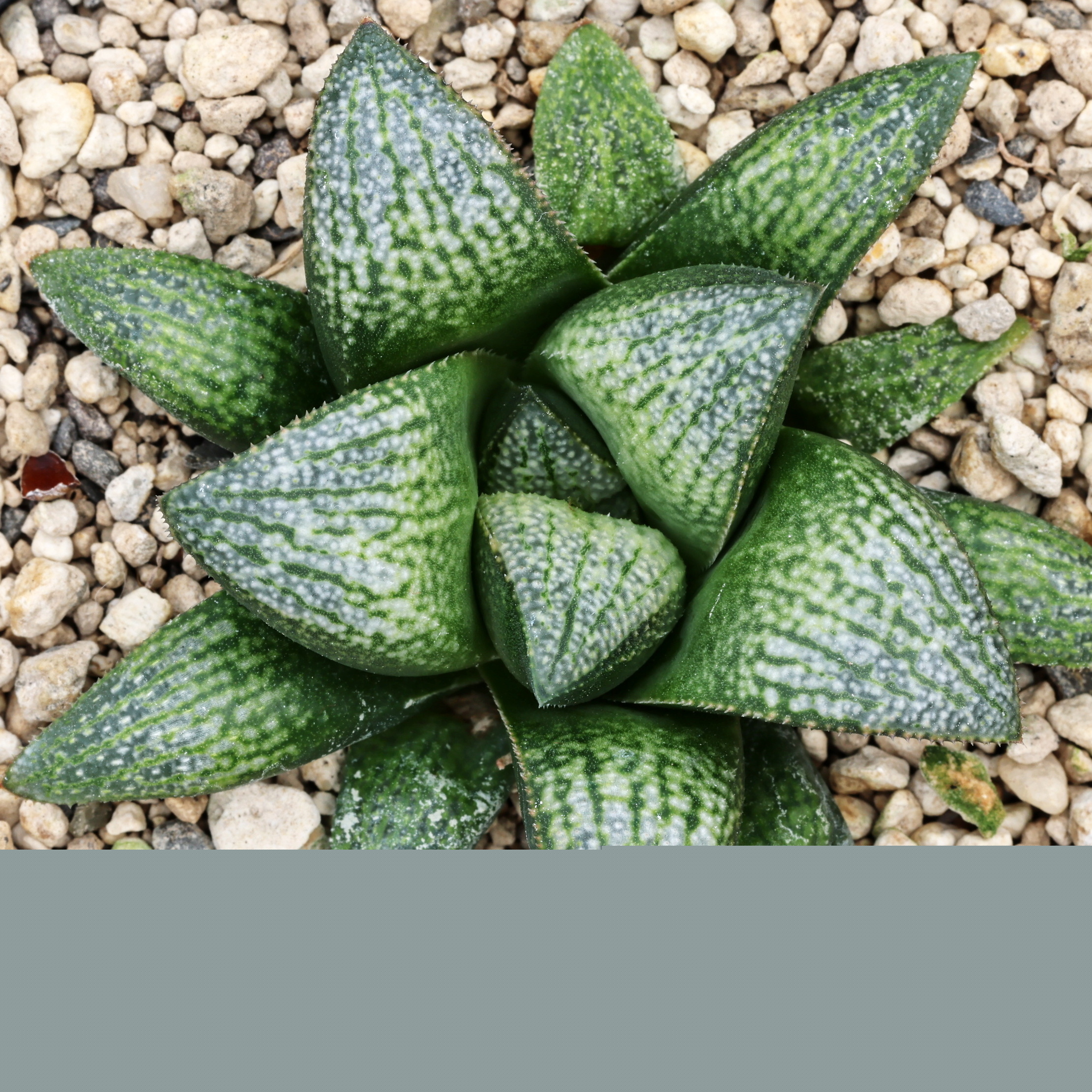 x0745 cl3 haworthia hybrid 65 x splendens close