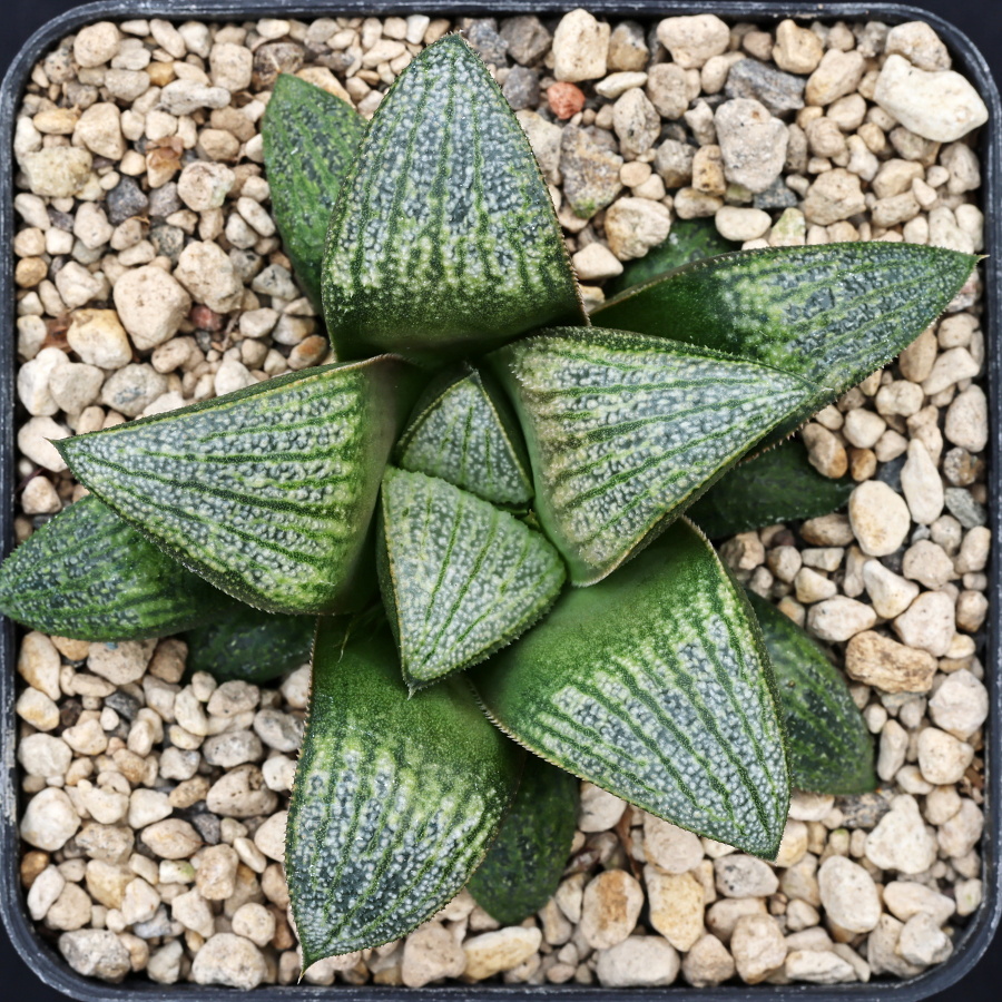 x0745 cl4 haworthia hybrid 65 x splendens