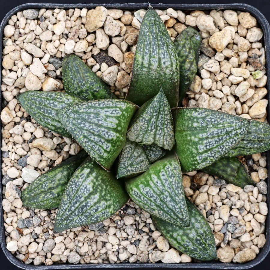 x0745 cl5 haworthia hybrid 65 x splendens