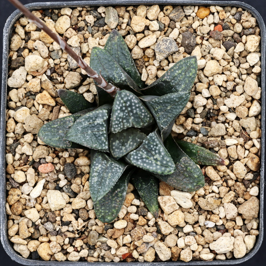x0813 cl1 haworthia hybrid 47 x groenewaldii
