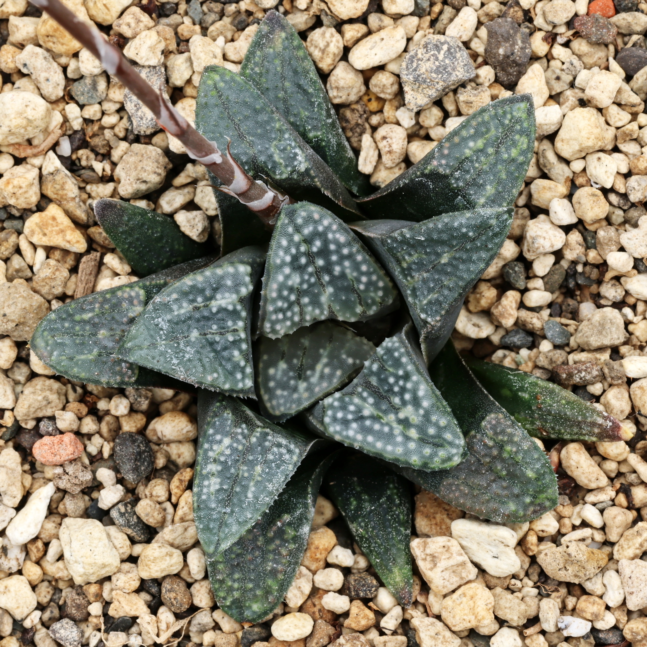 x0813 cl1 haworthia hybrid 47 x groenewaldii close