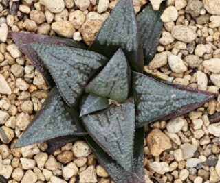 x0849 cl1 haworthia hybrid badia mbb6635 x groenewaldii rotterdam 1 close