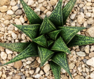x0855 cl6 haworthia hybrid variegata 01398 x splendens gm452 close