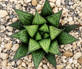 x0855 cl7 haworthia hybrid variegata 01398 x splendens gm452 close