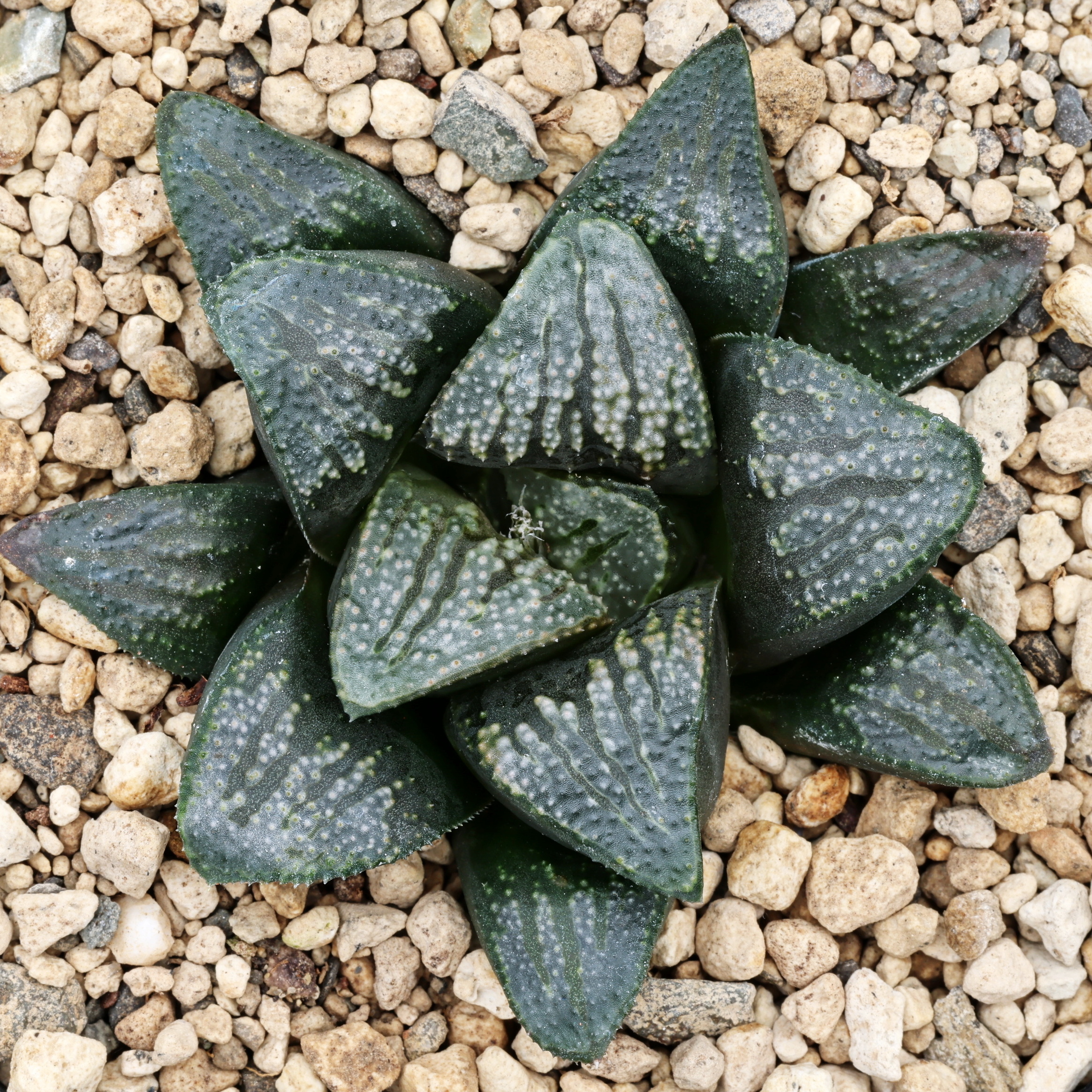 x0870 cl13 haworthia hybrid 117 x groenewaldii rotterdam 1 close