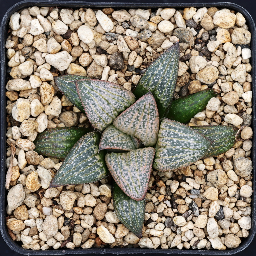 x0881 cl5 haworthia hybrid groenewaldii rotterdam 1 x splendens vdv78