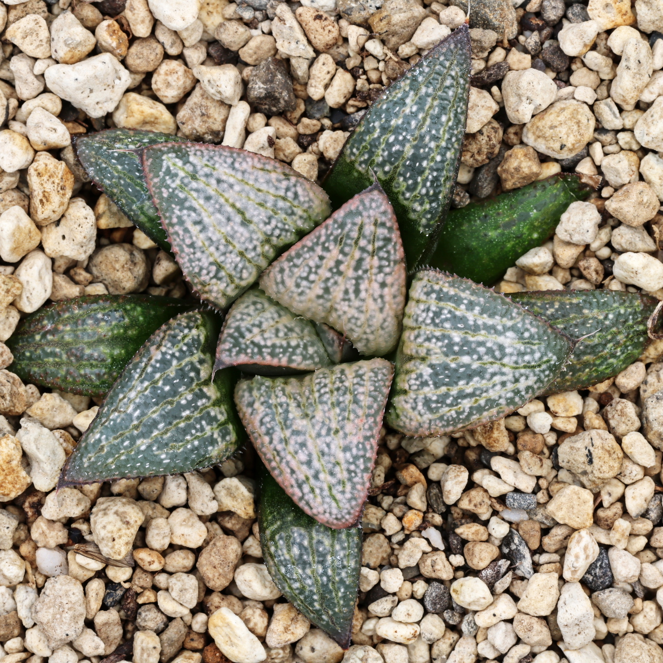 x0881 cl5 haworthia hybrid groenewaldii rotterdam 1 x splendens vdv78 close