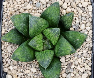 x0917 cl31 haworthia hybrid x1975 x 20
