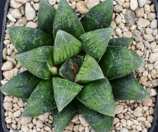 x0917 cl32 haworthia hybrid x1975 x 20
