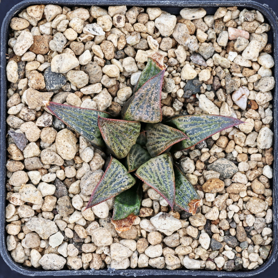 x0987 cl3 haworthia hybrid splendens gm282 x splendens x02208 3