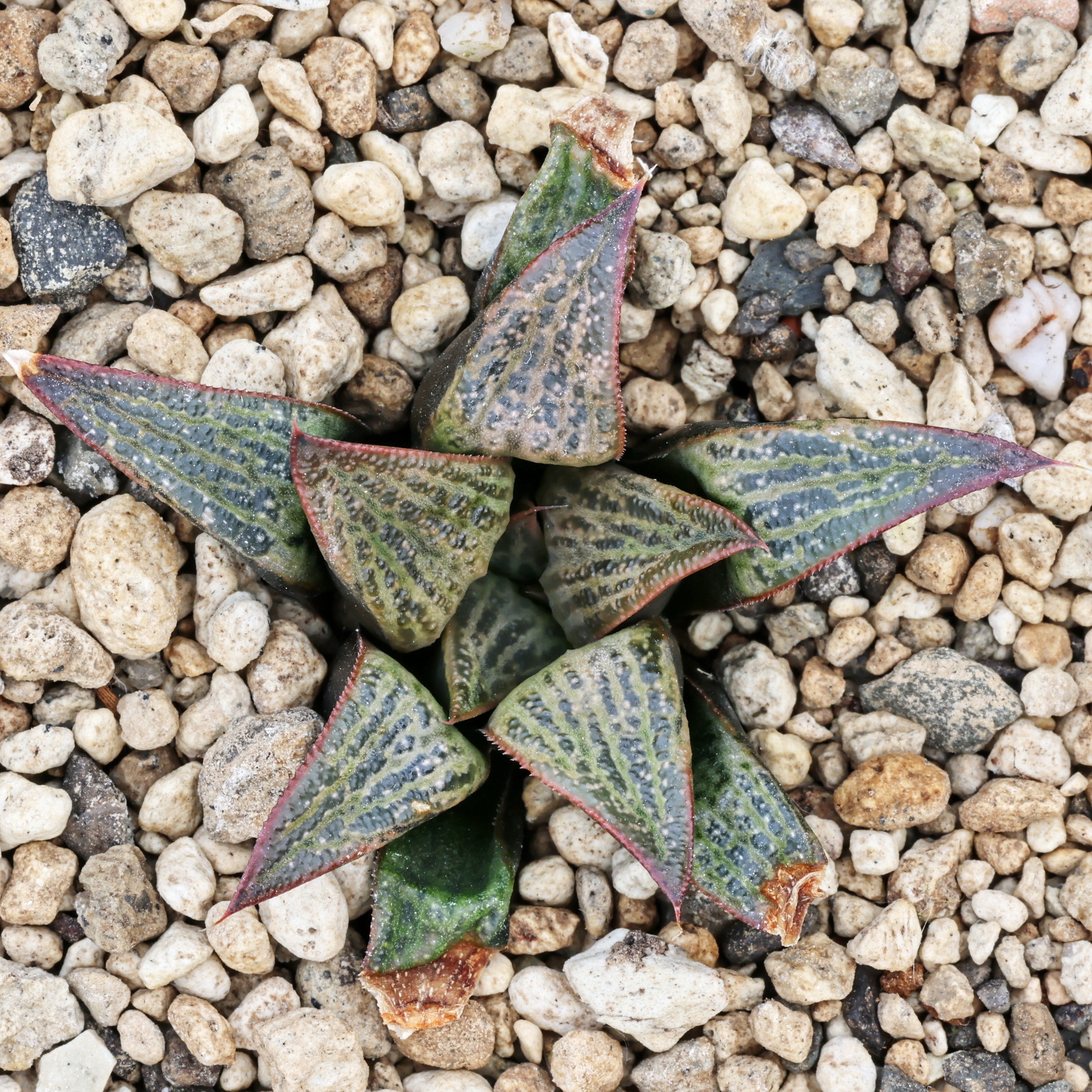 x0987 cl3 haworthia hybrid splendens gm282 x splendens x02208 3 close