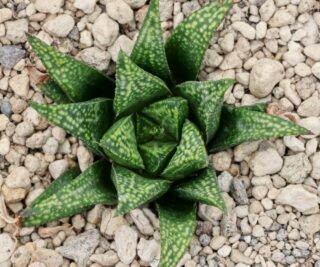 x1001 haworthia hybrid variegata x groenewaldii mbb7801