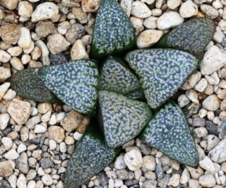 x1076 cl4 haworthia hybrid splendens vdv78 3 x groenewaldii close