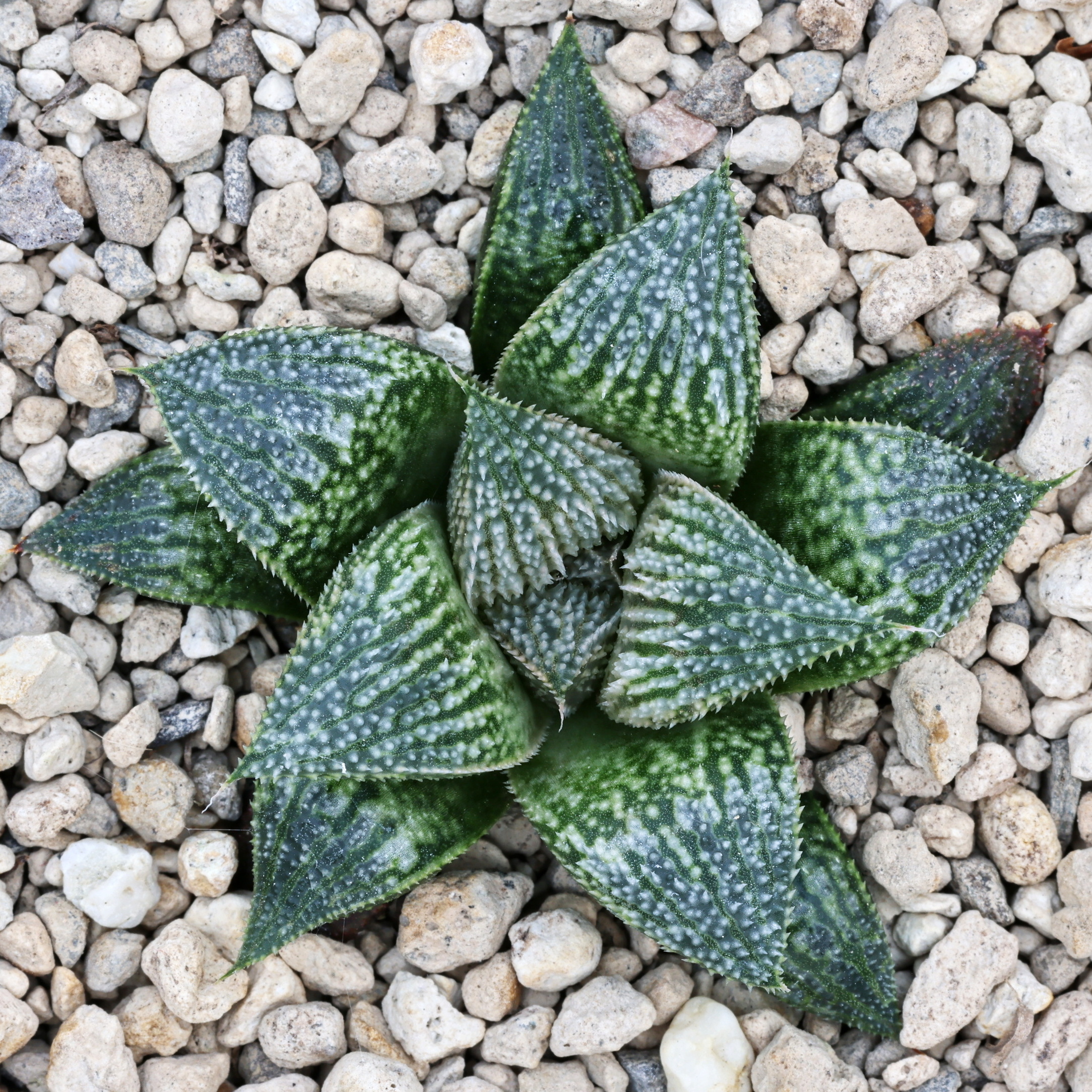 x1079 cl4 haworthia hybrid wimii 00437 fh x 151 close