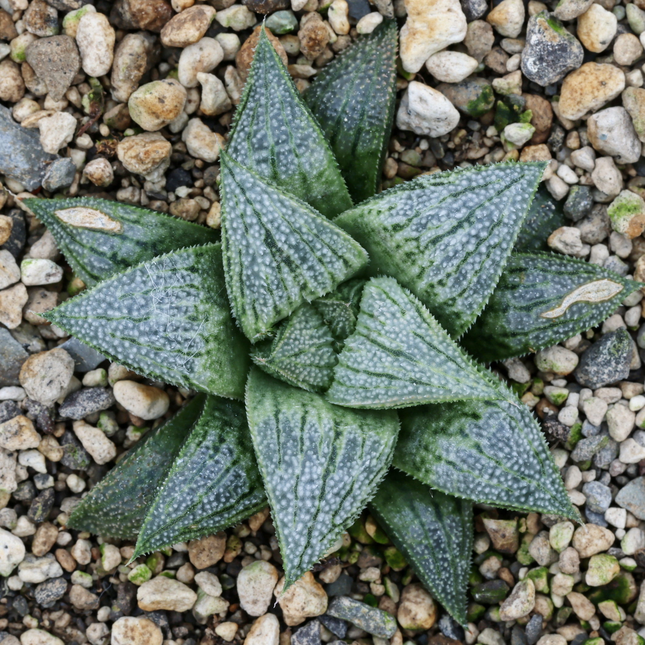x1079 cl5 haworthia hybrid wimii 00437 fh x 151 close