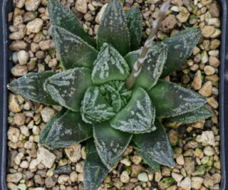 x1172 cl1 haworthia hybrid 9 x 148