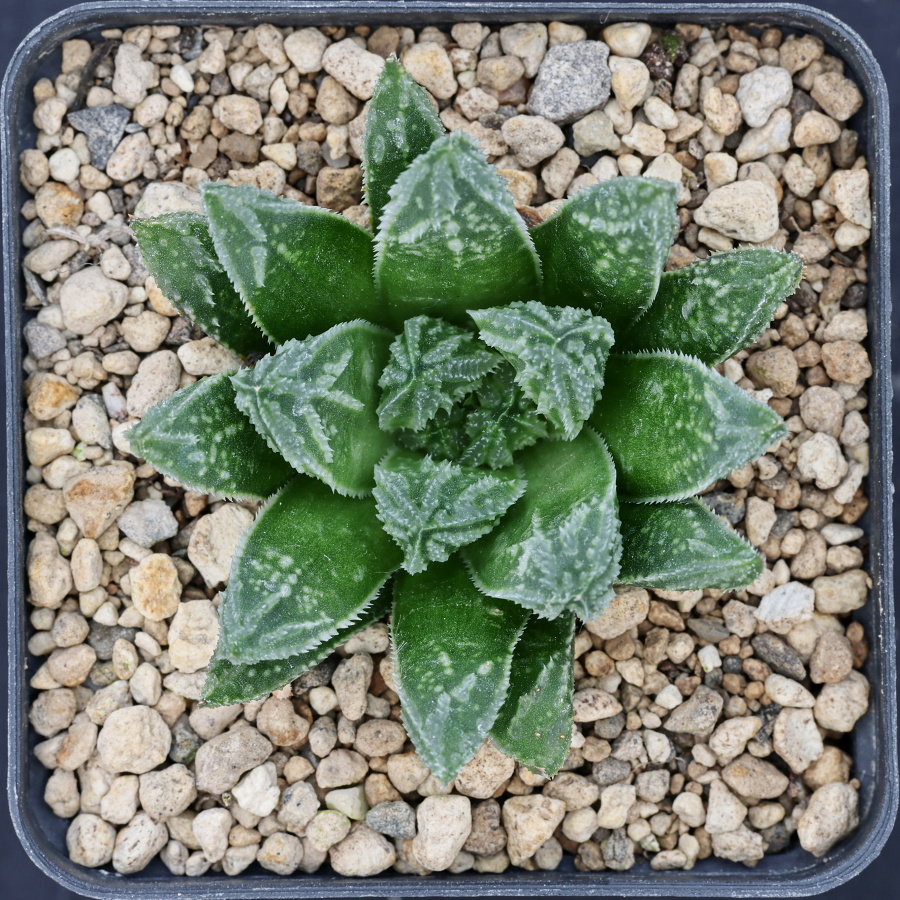 x1176 cl1 haworthia hybrid 52 x 148