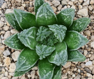 x1176 cl1 haworthia hybrid 52 x 148 close