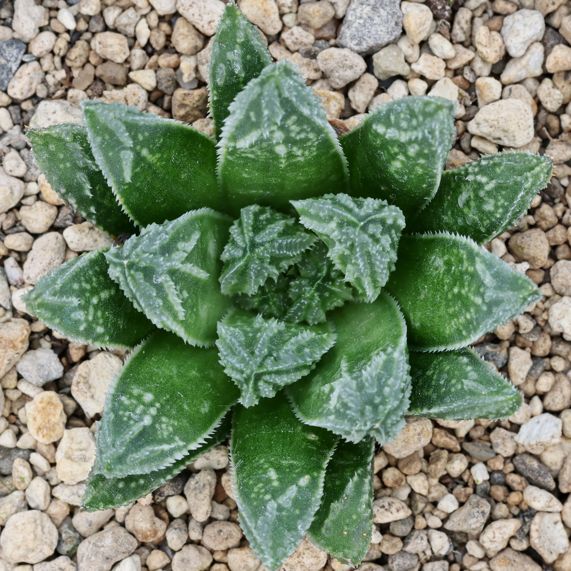 x1176 cl1 haworthia hybrid 52 x 148 close