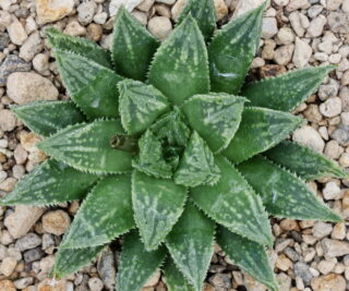 x1176 cl2 haworthia hybrid 52 x 148 close
