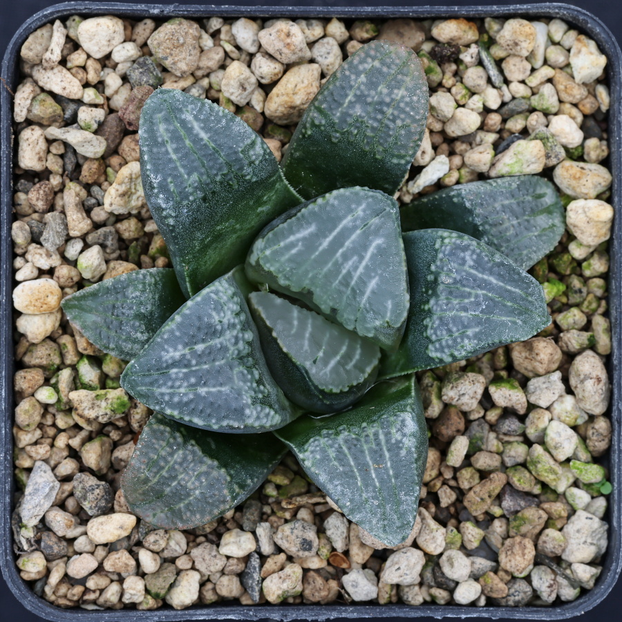 x1178 cl7 haworthia hybrid 59 x groenewaldii mbb7801